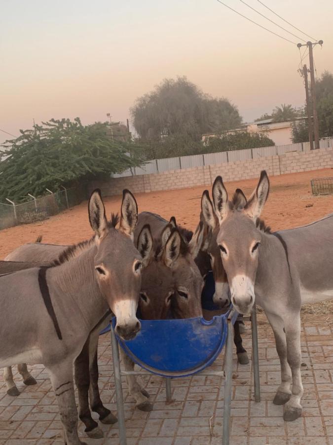 Rak Glamping Hotell Ras al-Khaimah Eksteriør bilde